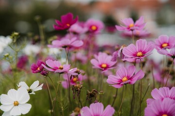 Obraz premium Closeup of colorful garden cosmos flowers growing in a field with a blurry background
