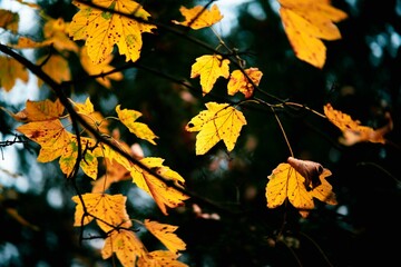 Fototapeta premium Close-up shot of a yellow leaves on a tree - autumn, fall