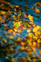 Close-up shot of a yellow and green leaves on a tree - autumn, fall