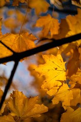 Close-up shot of a yellow leaf on a tree - autumn, fall