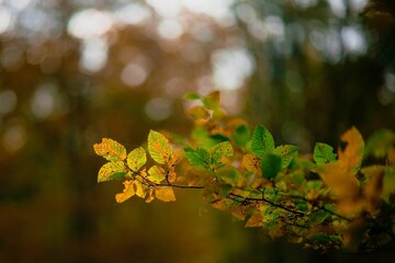 Close-up shot of green and yellow leaves on a tree - autumn, fall