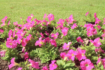 Fototapeta premium Shrubs of Eye Catching Vibrant Pink Petunias Blossoming in the Garden