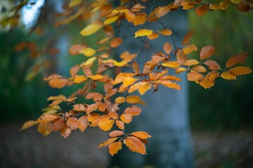 Close-up shot of a golden leaves on a tree - autumn, fall