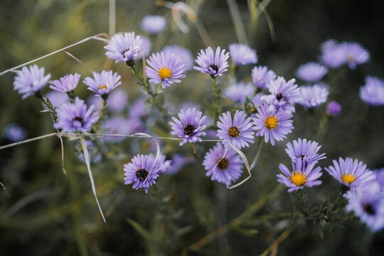Closeup of Aster amellus growing in a garden under the sunlight with a blurry background