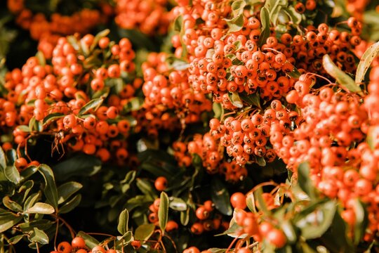 Closeup shot of Pyracantha red berries