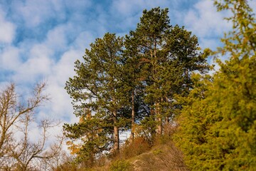 Obraz premium Forest with dense trees