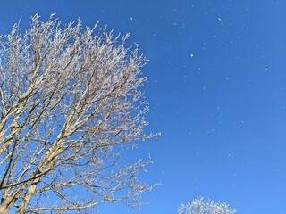 Beautiful leafless trees against the blue sky during snowfall.