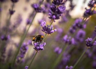 Macro view of a Bumblebee on a Lavander flower in the garden