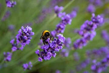 Macro view of a Bumblebee on a Lavander flower in the garden