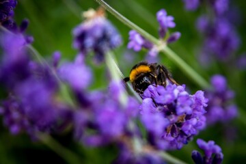 Macro view of a Bumblebee on a Lavander flower in the garden
