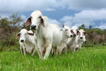 Closeup shot of white sheep grazing in the meadow