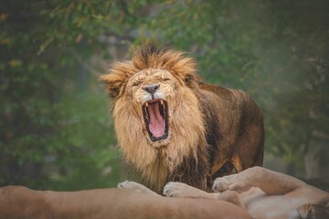 Fototapeta na wymiar Closeup of a roaring lion