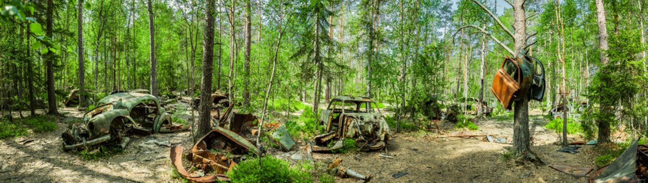 Vintage Autos in einem Autofriedhof in einem Wald