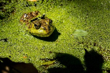American Bullfrog sits in a layer of green pond