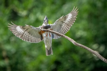 Selective focus shot of a kingfisher flying to the branch