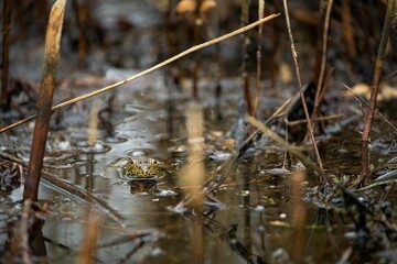 Yellow-legged frog seen amongst a murky swamp area