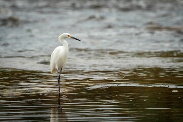 Snowy egret standing in a flowing river just after a storm in Southern California.