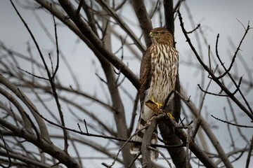 Juvenile Cooper's Hawk perched on a tree branch on a cloudy day in California.