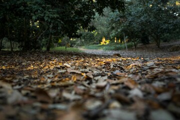 Forest ground filled with fallen leaves during the fall season