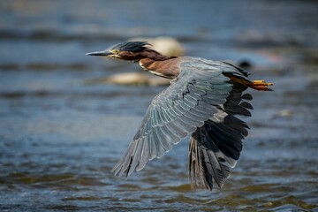 Green heron in flight over a river in Southern California