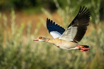 Egyptian Goose in flight with vegetation in the background