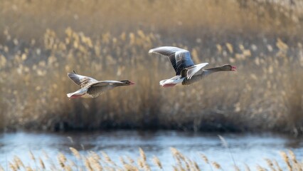 Geese flying over the reeds and the lake.