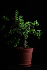 Vertical shot of an African purslane succulent plant in a pot on a black background