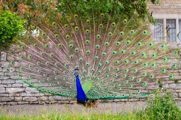 Obraz premium Beautiful peacock (Pavo cristatus) with an open tail against a brick wall