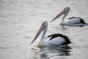 Fototapeta na wymiar A couple of pelicans drifting on the water surface