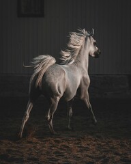 Obraz na płótnie Canvas black and white horse