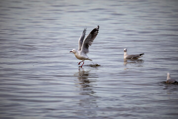 A seagull is taking off from the water