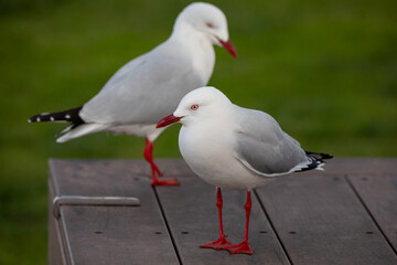 A couple of seagulls with read beaks and legs are standing on a wooden bench