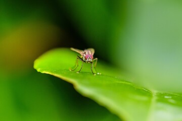 Closeup shot of a common fly on the green leaf in the garden