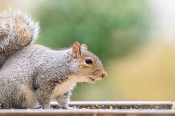 Naklejka na ściany i meble Beautiful closeup of a squirrel with blurred background