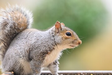 Beautiful closeup of a squirrel with blurred background