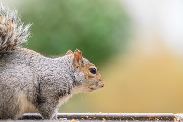 Beautiful closeup of a squirrel with blurred background - obrazy, fototapety, plakaty