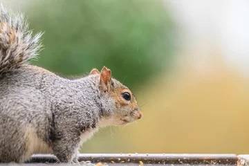 Rolgordijnen Beautiful closeup of a squirrel with blurred background © Lisa Gray/Wirestock Creators