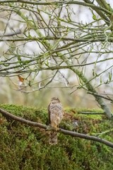 Beautiful view of an owl on the branch in the garden