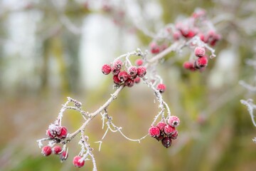 Closeup of frozen Mountain-ash on a branch covered with snowflakes against blurred background