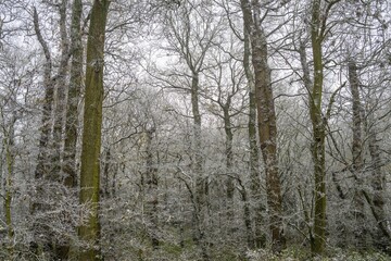 High trees in a forest covered with snow
