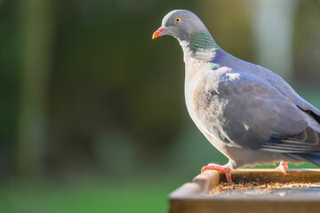 Closeup of a pigeon isolated on a blurred background