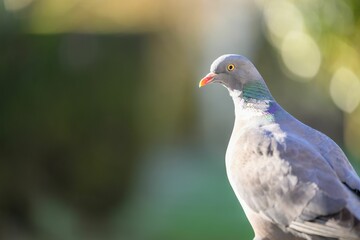 Closeup of a pigeon isolated on a blurred background