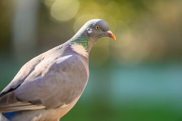 Closeup of a pigeon isolated on a blurred background