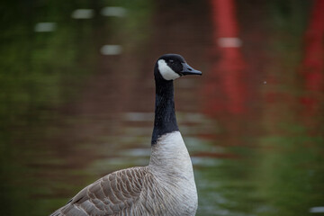 The Canada Goose (Branta canadensis) is a species of bird in the family Anatidae