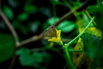 Closeup shot of a butterfly on a yellow flower isolated on a blurred background