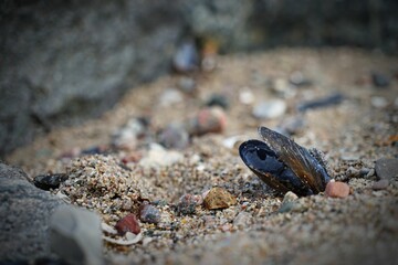 Selective focus shot of a seashell in the sand