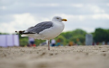 Closeup shot of a gray seagull perched on a sandy beach