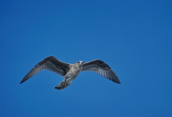 Low angle closeup of a beautiful seagull in flight against a bright blue sky