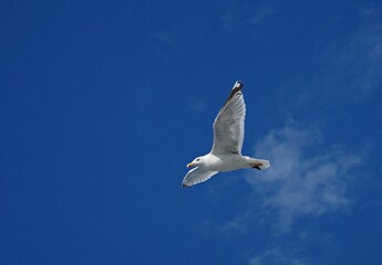 Low angle closeup of a beautiful seagull in flight against a bright blue sky