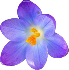 fiore di campo crocus